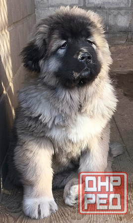 Щенки кавказской овчарки Донецк - изображение 2