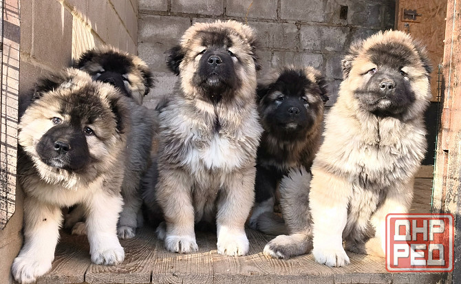 Щенки кавказской овчарки Донецк - изображение 1
