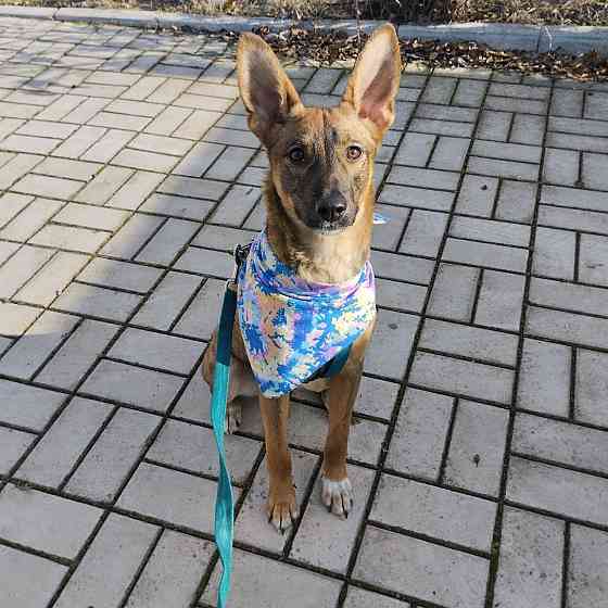 Отдам собачку бесплатно. Донецк