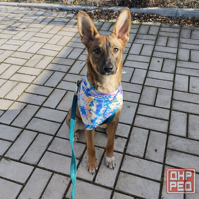 Отдам собачку бесплатно. Донецк - изображение 1