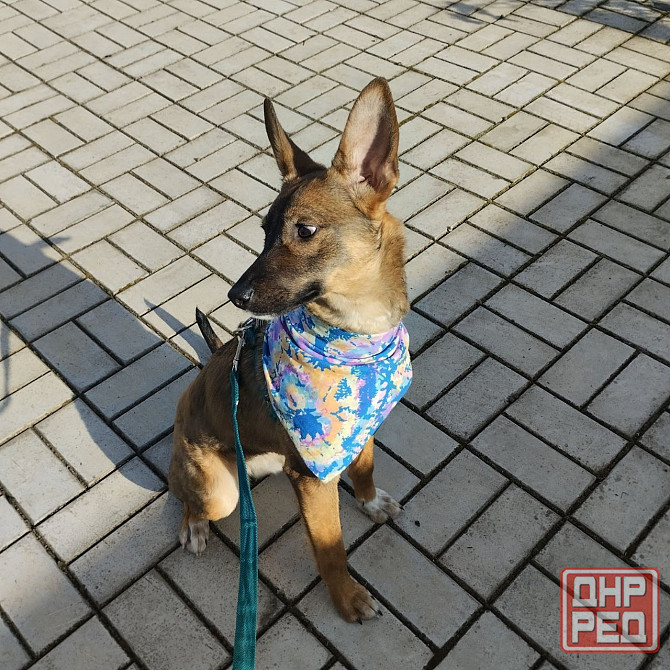 Отдам собачку бесплатно. Донецк - изображение 2