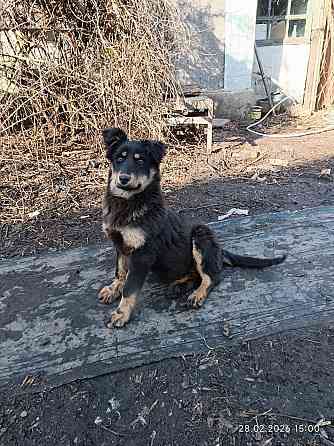 щенки в добрые руки щенок ищет дом во двор Донецк Макеевка Донецк