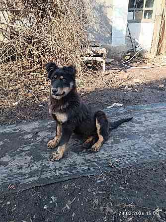 щенки в добрые руки щенок ищет дом во двор Донецк Макеевка Донецк
