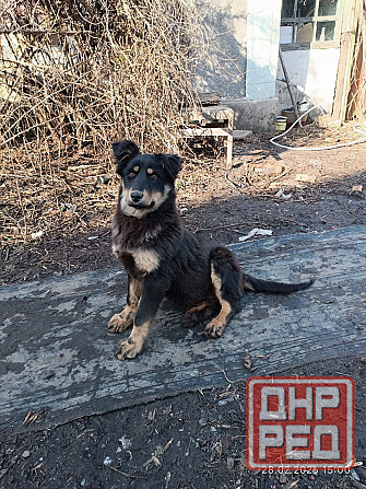 щенки в добрые руки щенок ищет дом во двор Донецк Макеевка Донецк - изображение 1