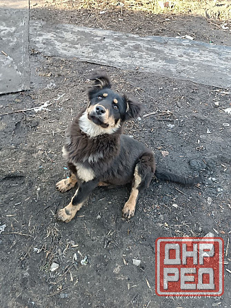 щенки в добрые руки щенок ищет дом во двор Донецк Макеевка Донецк - изображение 3