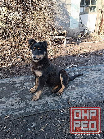 щенки в добрые руки щенок ищет дом во двор Донецк Макеевка Донецк - изображение 2
