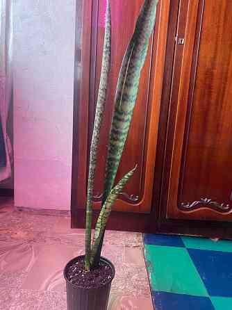 Сансевиерия Макеевка