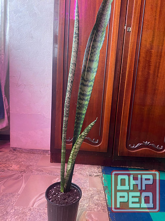 Сансевиерия Макеевка - изображение 1