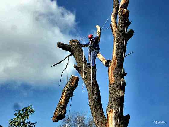 Спил деревьев, участка Донецк