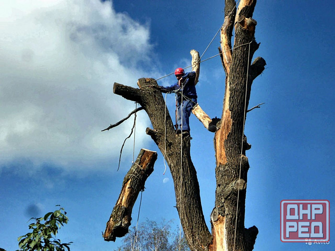 Спил деревьев, участка Донецк - изображение 1