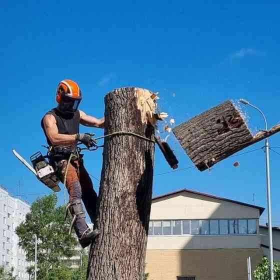 Спил деревьев, территории, веток Донецк