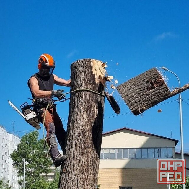 Спил деревьев, территории, веток Донецк - изображение 1