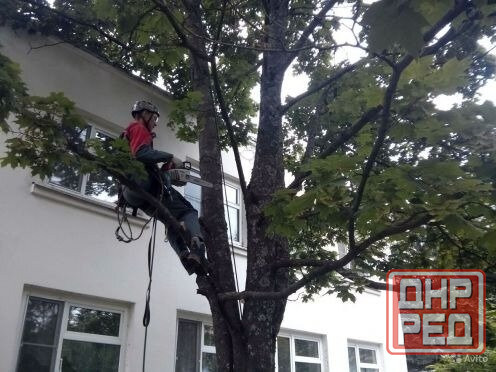 Спил деревьев, уборка территории Донецк - изображение 1