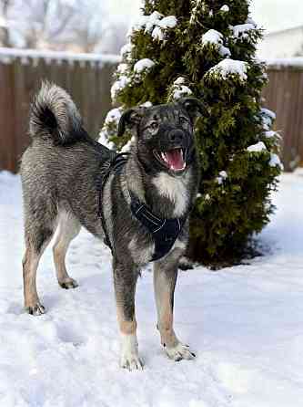 Щенок подросток ищет дом Донецк