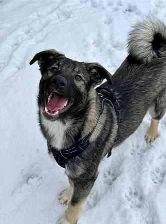 Щенок подросток ищет дом Донецк