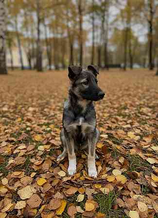 Щенок подросток ищет дом Донецк