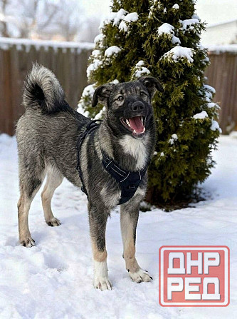 Щенок подросток ищет дом Донецк - изображение 1