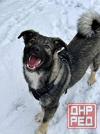 Щенок подросток ищет дом Донецк - изображение 2