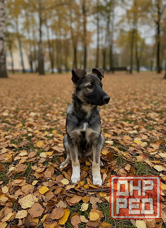 Щенок подросток ищет дом Донецк - изображение 3