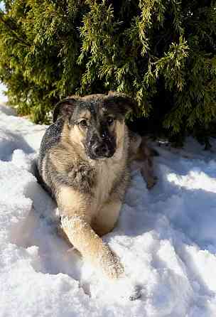 Щенок подросток в добрые руки! Донецк