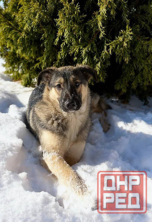 Щенок подросток в добрые руки! Донецк - изображение 2