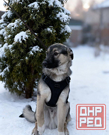 Щенок подросток в добрые руки! Донецк - изображение 1