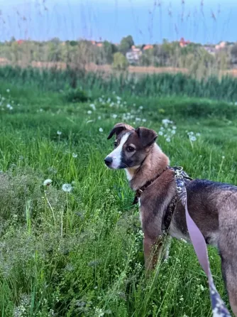 Девочка щенок ищет дом Донецк