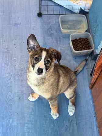 Девочка щенок ищет дом Донецк