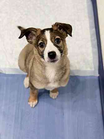 Девочка щенок ищет дом Донецк