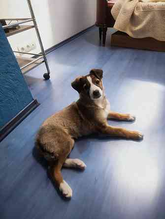 Девочка щенок ищет дом Донецк