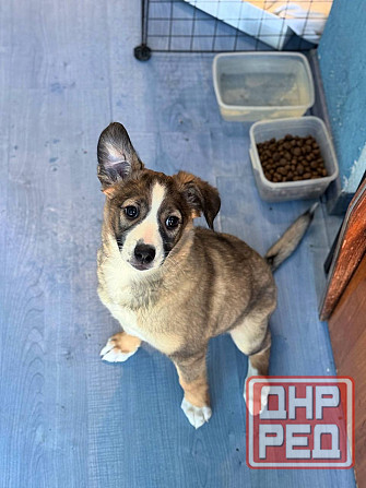 Девочка щенок ищет дом Донецк - изображение 1