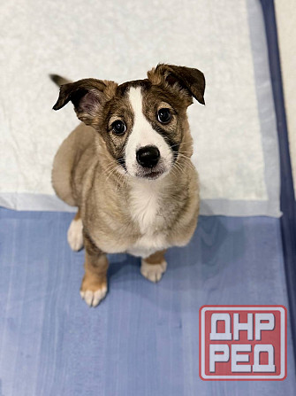 Девочка щенок ищет дом Донецк - изображение 3