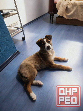 Девочка щенок ищет дом Донецк - изображение 1