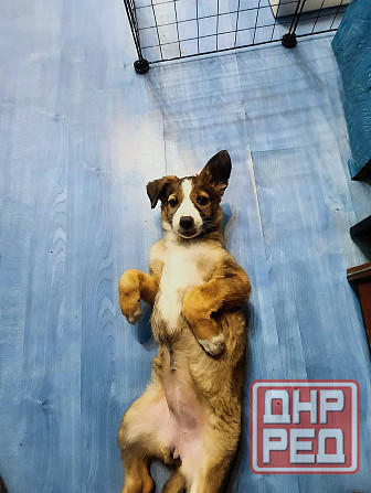 Девочка щенок ищет дом Донецк - изображение 2