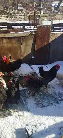 Подам петухов Донецк