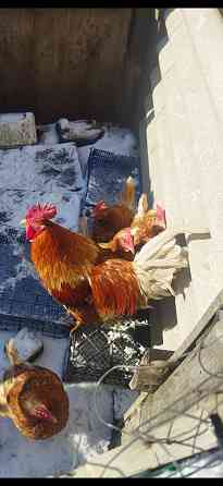 Подам петухов Донецк