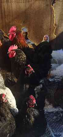 Подам петухов Донецк