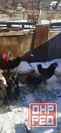 Подам петухов Донецк - изображение 1