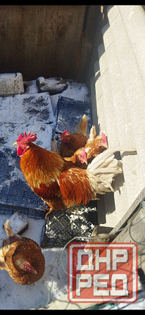 Подам петухов Донецк - изображение 2