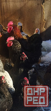 Подам петухов Донецк - изображение 3