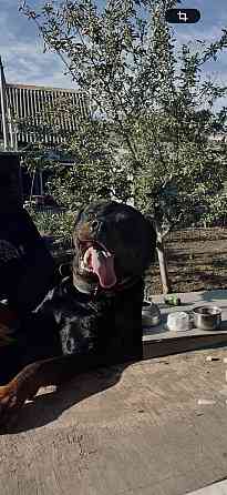 Кабель Ротвейлер Макеевка