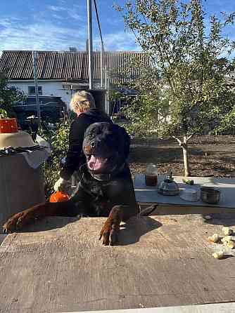 Кабель Ротвейлер Макеевка