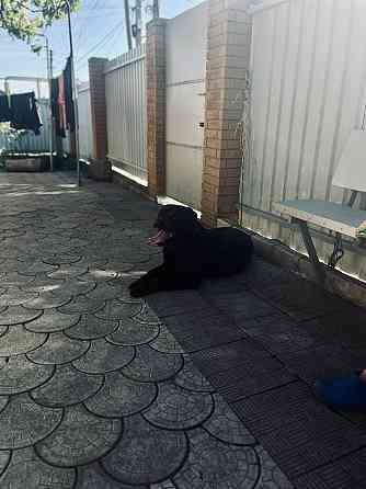 Кабель Ротвейлер Макеевка