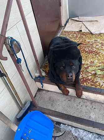 Кабель Ротвейлер Макеевка