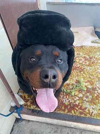 Кабель Ротвейлер Макеевка