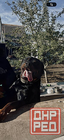 Кабель Ротвейлер Макеевка - изображение 2