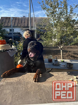 Кабель Ротвейлер Макеевка - изображение 5