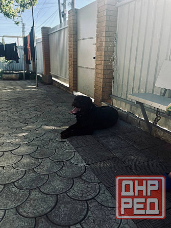 Кабель Ротвейлер Макеевка - изображение 1