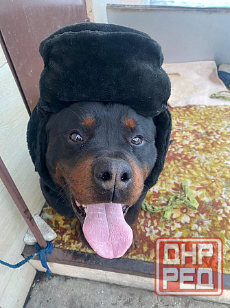 Кабель Ротвейлер Макеевка - изображение 3