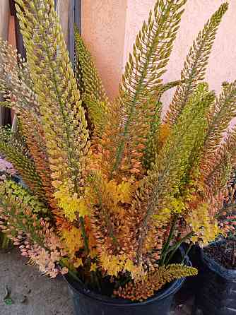 Цветы эремурусы. Эремурусы Крыма. Бахчисарай